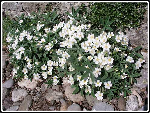 113: GanzerikP4150852<br>15-04-2003