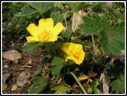 114: GanzerikP5111298<br>11-05-2003