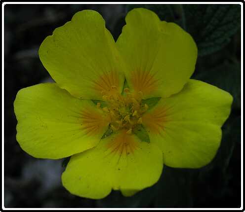 115: GanzerikP5131324<br>13-05-2003