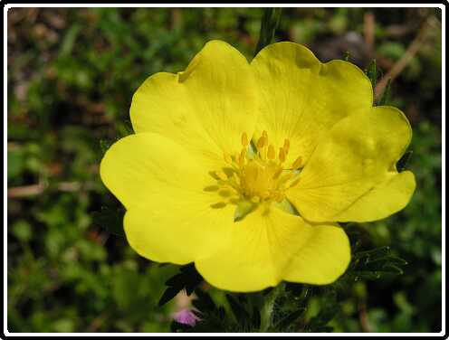 116: GanzerikP5311462<br>31-05-2003