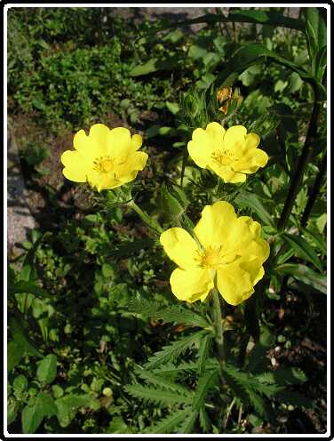 117: GanzerikP6061720<br>06-06-2003