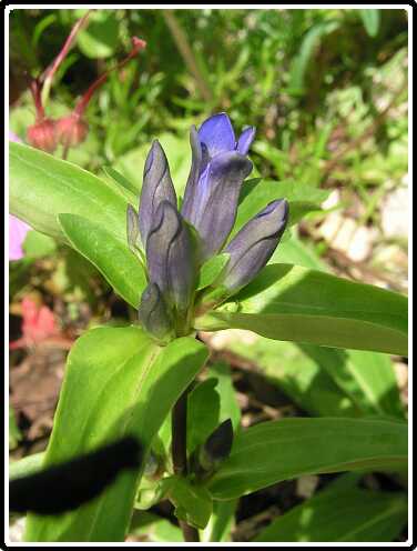 118: GentiaanP6091805<br>09-06-2003