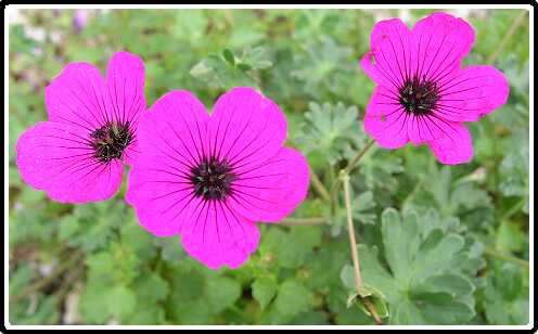 126: GeraniumCinereumBalerinaP5111288<br>11-05-2003