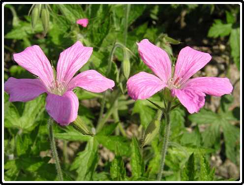 127: GeraniumEndressiiP5291445<br>29-05-2003
