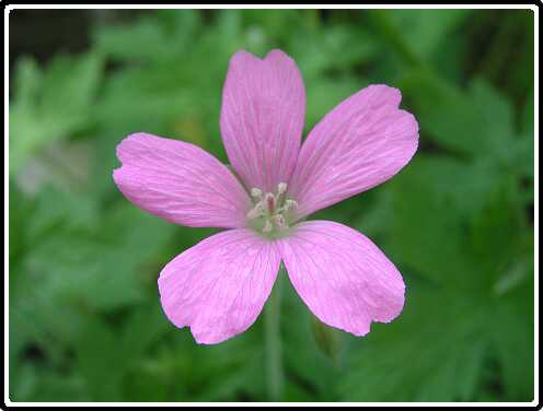 128: GeraniumEndressiiP5311470<br>31-05-2003