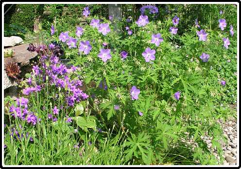 129: GeraniumKashmirPurpleP5261385<br>26-05-2003