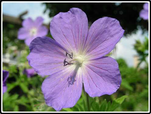 130: GeraniumKashmirPurpleP5261387<br>26-05-2003