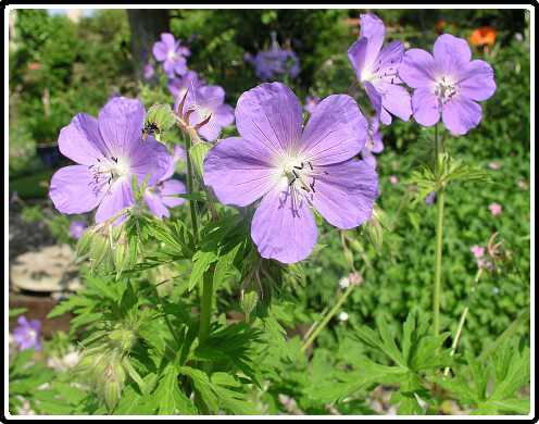 131: GeraniumKashmirPurpleP5291449<br>29-05-2003