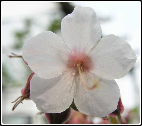 120: GeraniumP5111309<br>11-05-2003