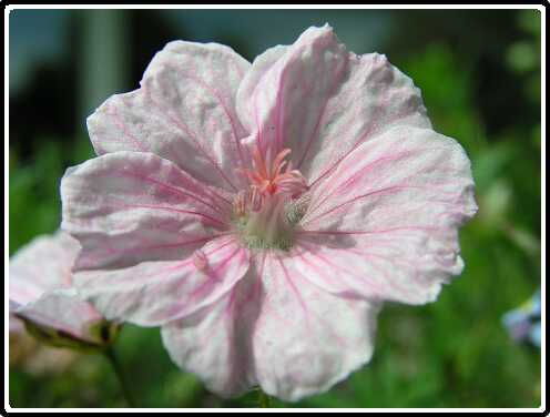 121: GeraniumP5291426<br>29-05-2003