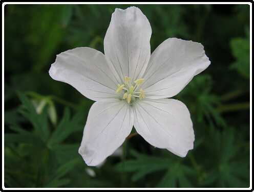 122: GeraniumP5311485<br>31-05-2003