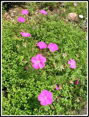 124: GeraniumPA5311458<br>31-05-2003