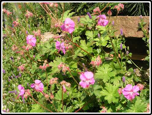 132: GeraniumacrorrhizumP5261397<br>26-05-2003