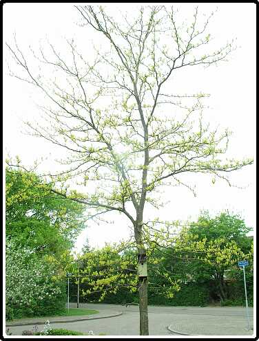 133: GleditiaP4301095<br>30-04-2003