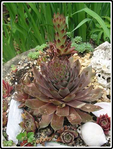 137: HauslookP6081773<br>08-06-2003