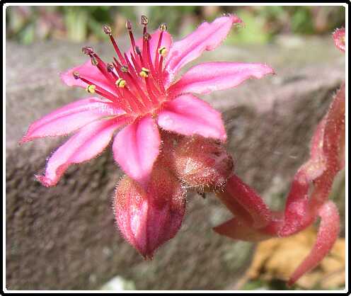 138: HauslookP6091787<br>09-06-2003