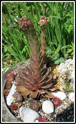 136: HauslookP6232009<br>23-06-2003