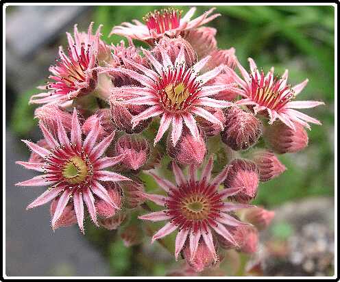 135: HauslookP7072304<br>07-07-2003