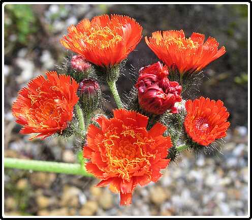 140: HavikskruidP6031643<br>03-06-2003