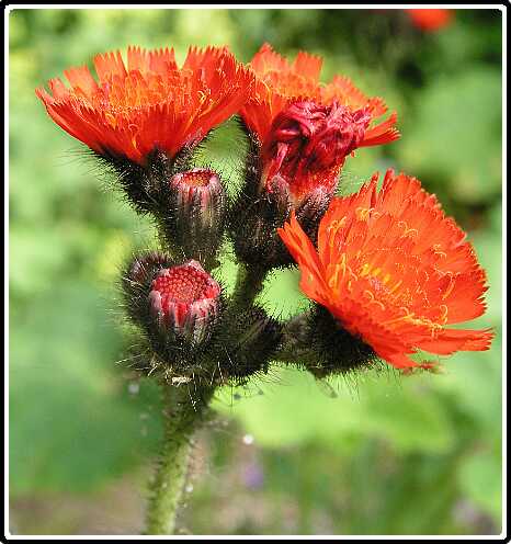 139: HavikskruidP6031645<br>03-06-2003