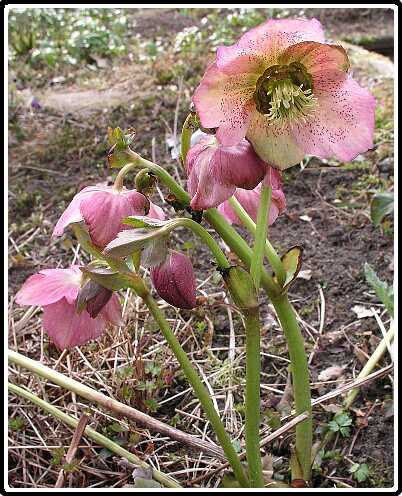 145: HelleborusP3250599<br>25-03-2003