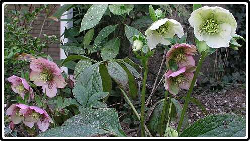 143: HelleborusP4010678<br>01-04-2003