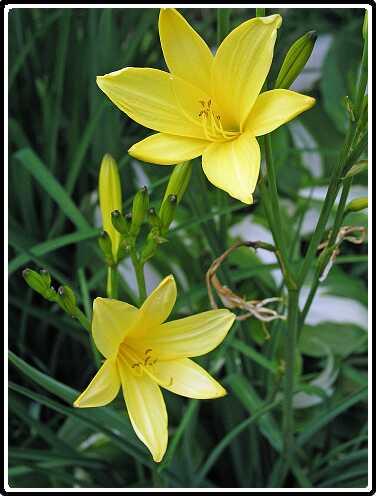 150: HemerocallesPB5291437<br>29-05-2003