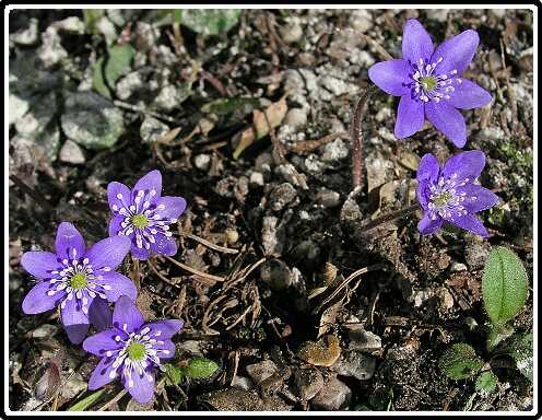 152: HepaticaLPA3160391<br>16-03-2003