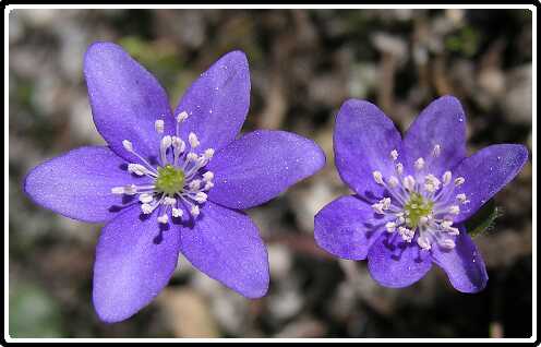 153: HepaticaLPB3160394<br>16-03-2003