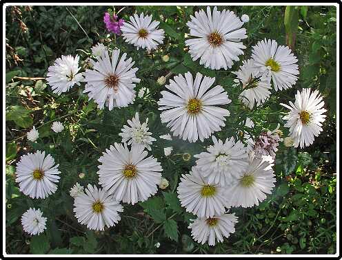 156: HerfstAstersP9252956<br>25-09-2003