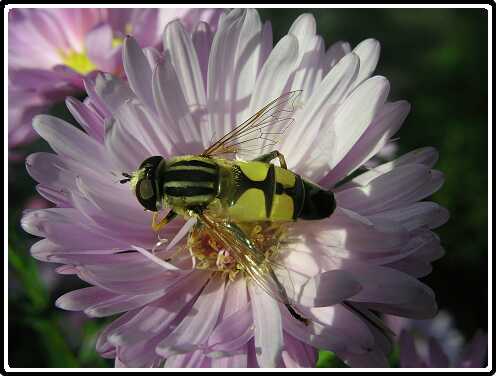 157: HerfstastersP9273008<br>27-09-2003