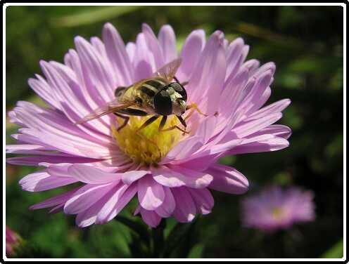 155: HerfstastersP9273009<br>27-09-2003