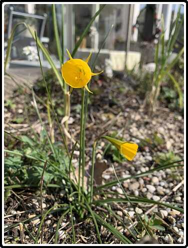 167: Hoepelrok_Narcis<br>28-03-2020