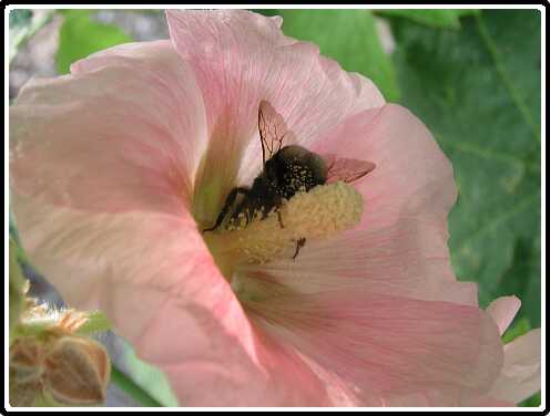 168: Hommel_P7072259<br>07-07-2003