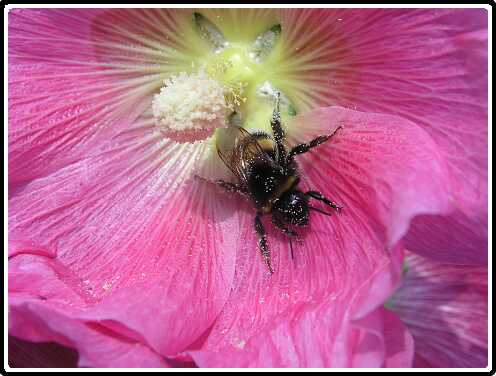 169: Hommel_P7072274<br>07-07-2003