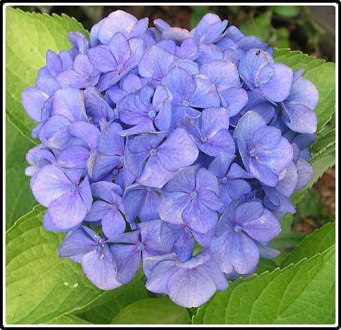 175: HortensiaP8262750<br>26-08-2003