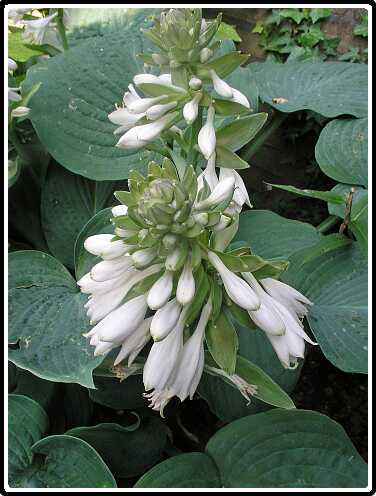 179: HostaP6181915<br>18-06-2003