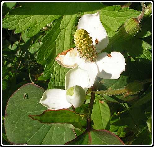 180: HouttuyniaP6232008<br>23-06-2003