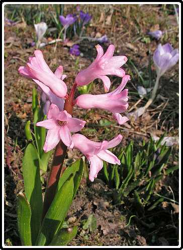 186: HyacintP3260608<br>26-03-2003