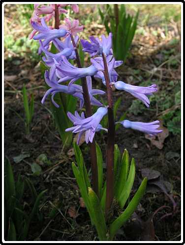 184: HyacintP4010671<br>01-04-2003