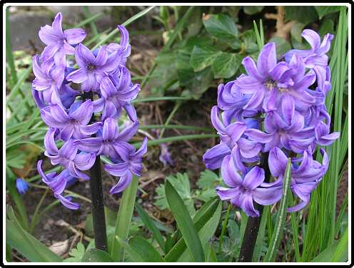 185: HyacintP4010672<br>01-04-2003