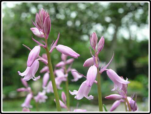 183: HyacintP4301132<br>30-04-2003