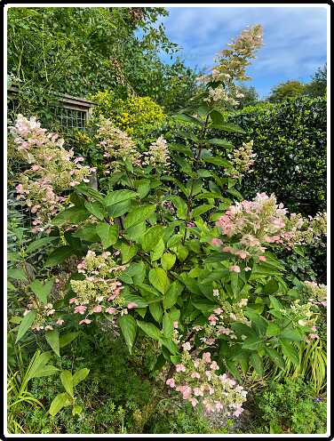 176: IMG_3661<br>24-08-2024