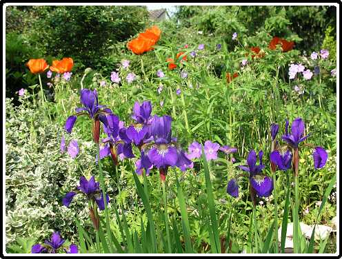 190: IrisPA6011514<br>01-06-2003