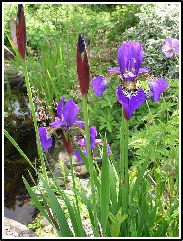 191: IrisPB5291420<br>29-05-2003