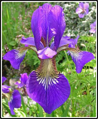 189: IrisPD5291421<br>29-05-2003