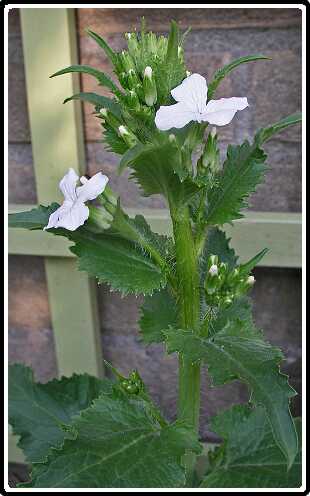 192: JudasPA4140809<br>14-04-2003