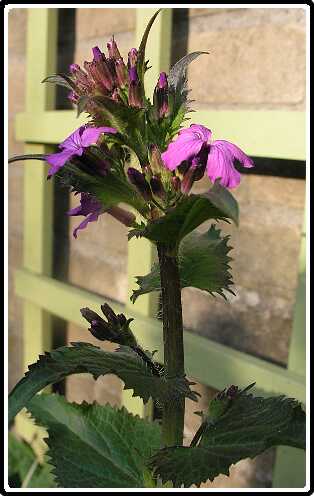 195: JudasPD4140808<br>14-04-2003