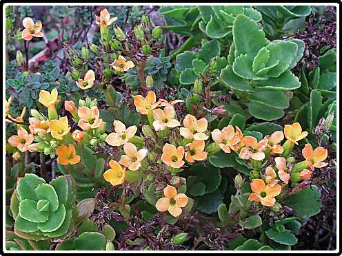 196: KalanchoeP9272990<br>27-09-2003