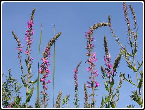 197: KattestaartenP7192394<br>19-07-2003